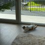 cat Image 3