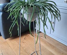 Cactus plant with stand