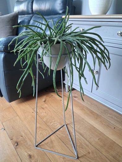 Cactus plant with stand