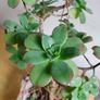 Aeonium haworthii Kiwi'  bonsai succulent tree in the vintage  ceramic bowl Image 9