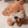 Keel Toys "Honey" Terrier Dog Soft Toy Plush Image 5