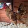Sebright Chicks and Hatching Eggs Image 5