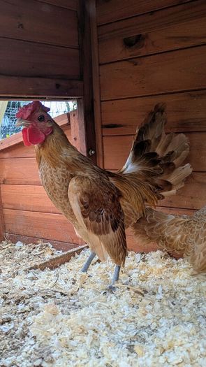 Sebright Chicks and Hatching Eggs