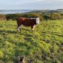 Hereford Heifers Image 9