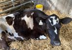 Jersey heifer