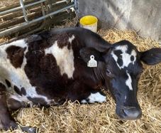 Jersey heifer