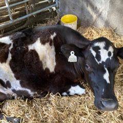 Jersey heifer