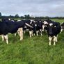 10 Pedigree Incalf British Friesian Heifers Image 3