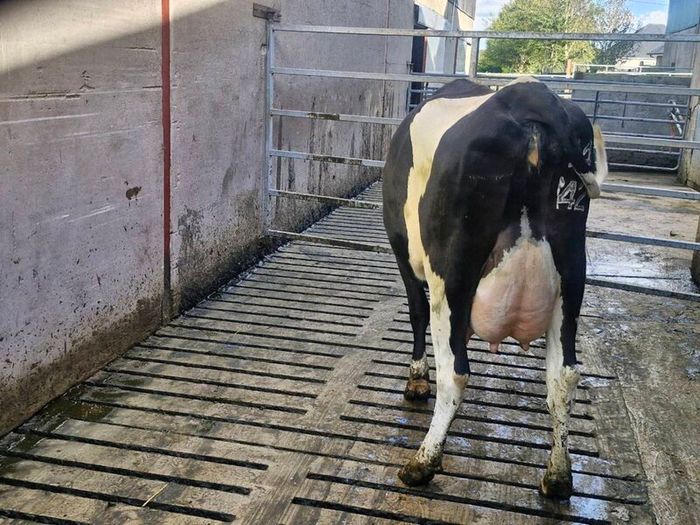 Freshly calved young cows