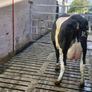 Freshly calved young cows Image 6
