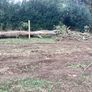 Firewood..trees Image 3