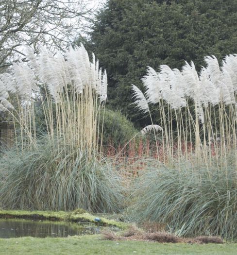 Pampas grass