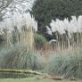 Pampas grass Image 3