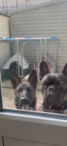 Dog cage