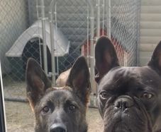 Dog cage