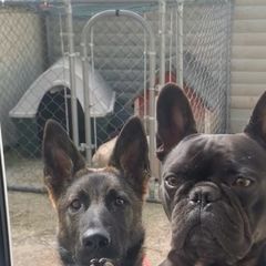Dog cage