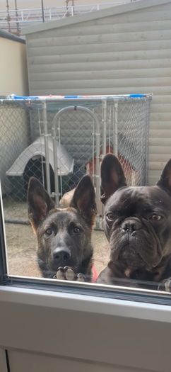 Dog cage