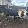 Hereford heifers Image 9