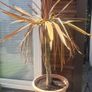 Palm Tree Image 3