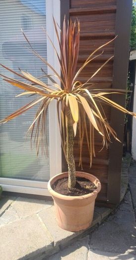 Palm Tree