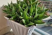 Aloe succulent