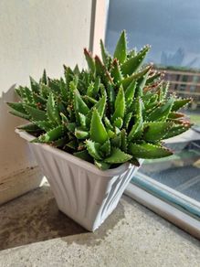 Aloe succulent