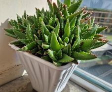 Aloe succulent