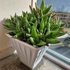 Aloe succulent