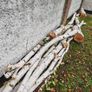 tree firewood Image 2