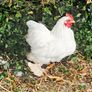 Pekin Bantams roosters Image 4