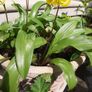Yellow Avalanche Lily bulbs ( Erythronium grandiflorum ) Image 3