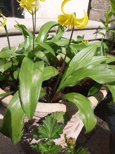 Yellow Avalanche Lily bulbs ( Erythronium grandiflorum )