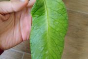 Hoya Meredithii