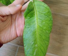 Hoya Meredithii