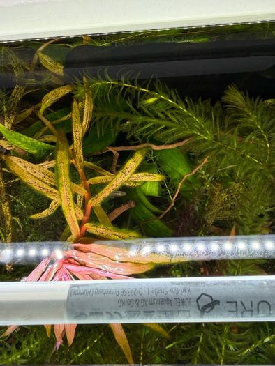 Fish Tank And stand with fish and plants