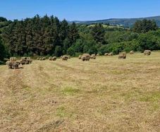 Hay