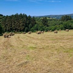 Hay