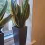 sansevieria Laurentii planter Image 2