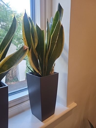 sansevieria Laurentii planter