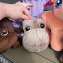 teddies Image 4