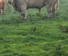 Pedigree Registered Charolais bulls for sale