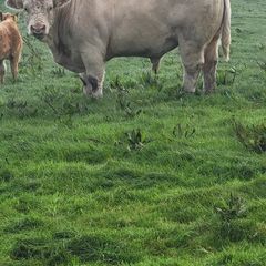 Pedigree Registered Charolais bulls for sale