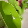 Frog bath pod Image 4