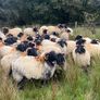Ewe hoggets Image 7