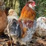 Roosters: Silkie Pekin Cross (free for collection) Image 2