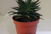 Succulent Plant