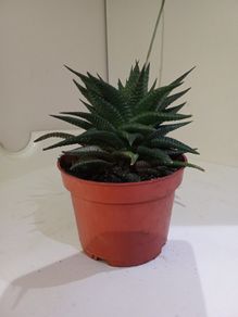 Succulent Plant