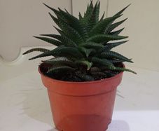 Succulent Plant