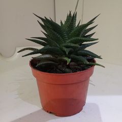 Succulent Plant