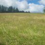 Hay Image 4
